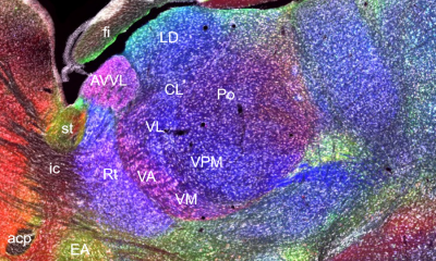 Chamber image